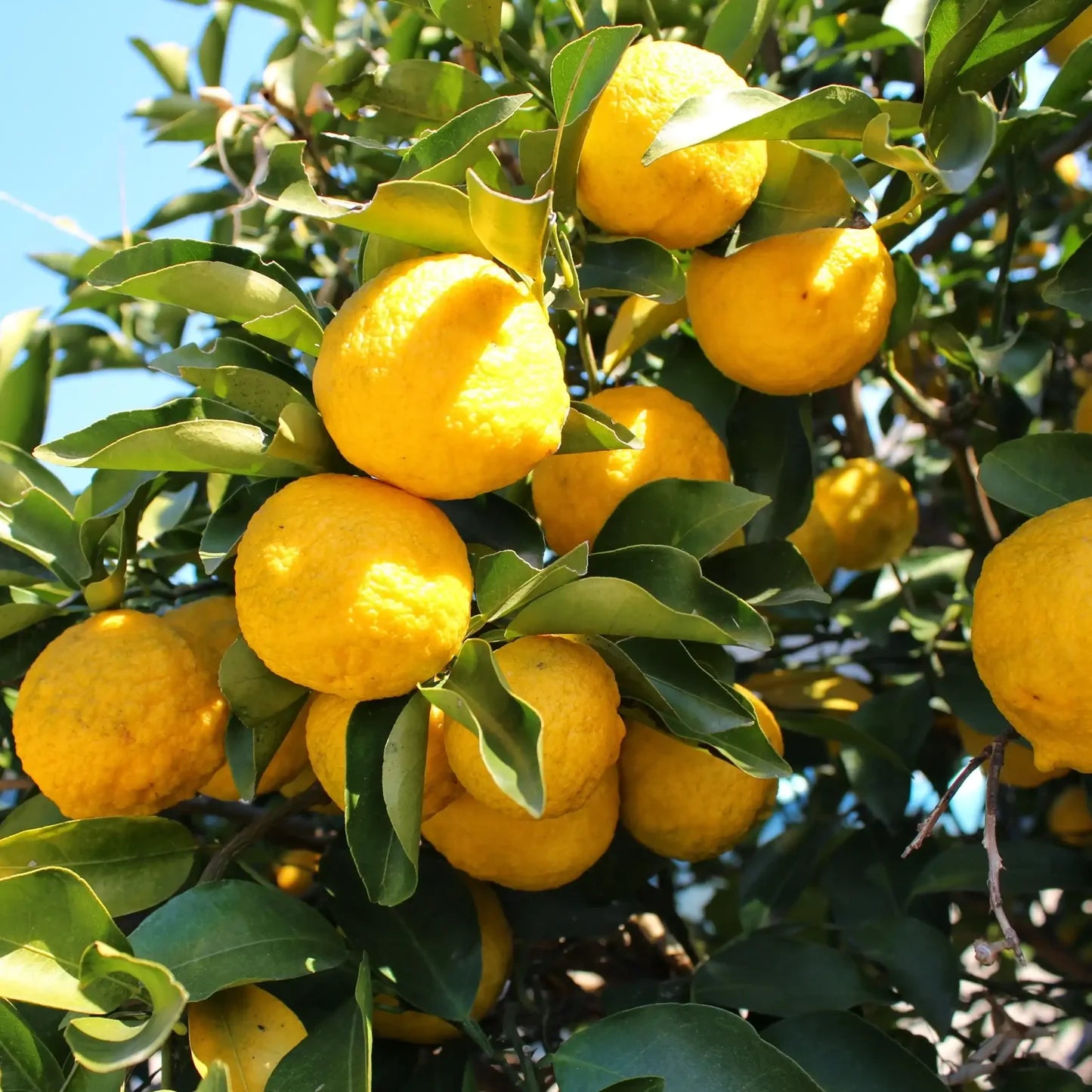Tablette de  fondants parfumés "Citron Yuzu"