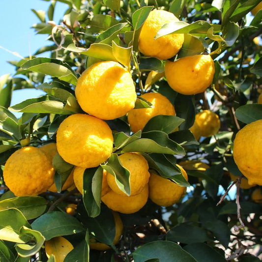 Tablette de  fondants parfumés "Citron Yuzu"
